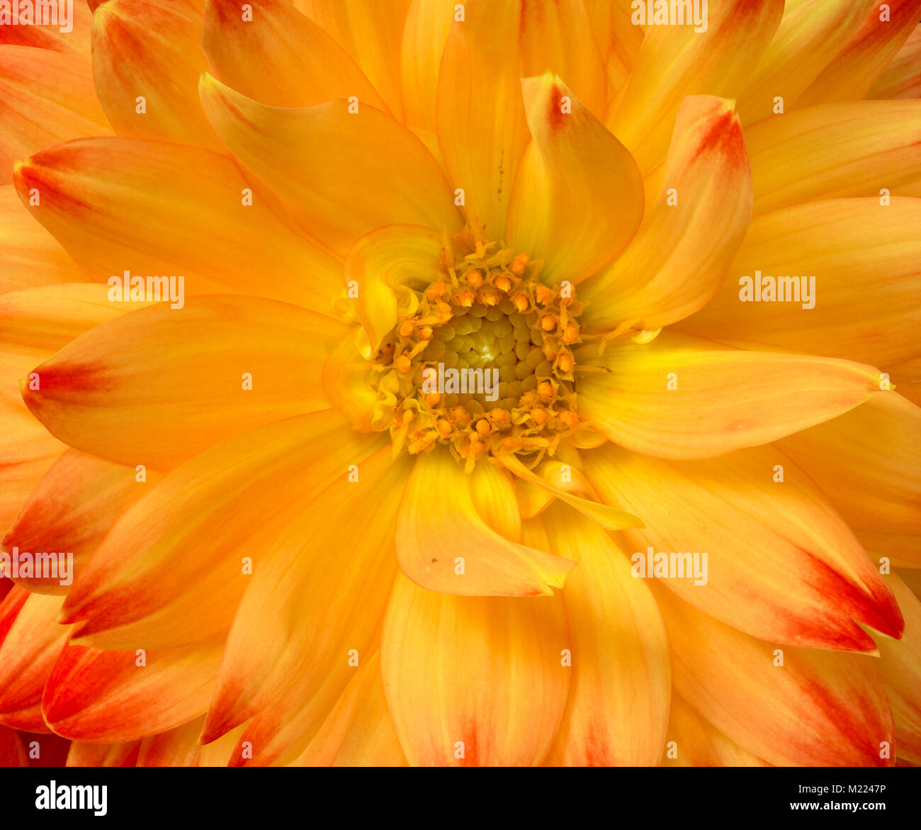 WA13242-00...WASHINGTON - A dahlia in bloom. Stock Photo