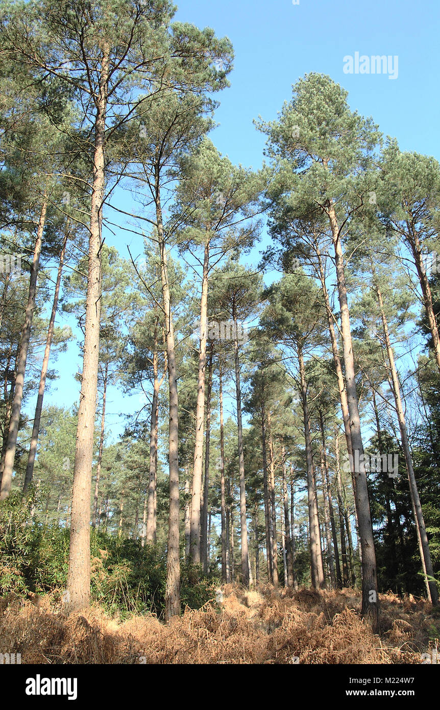 New forest wildlife hi-res stock photography and images - Alamy