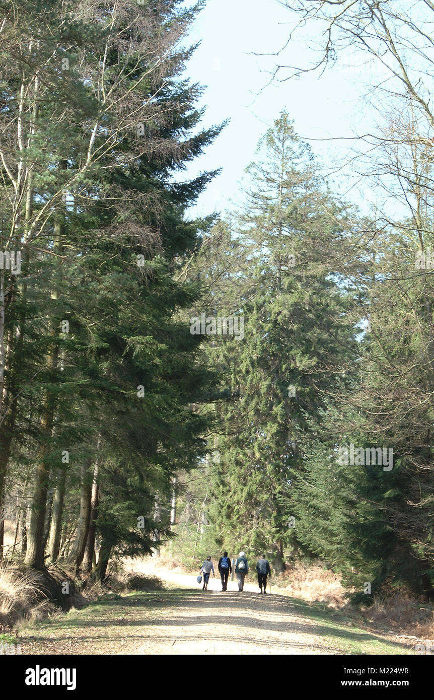 Family walking in pine forest at Acres Down, New Forest, Hampshire.. Stock Photo