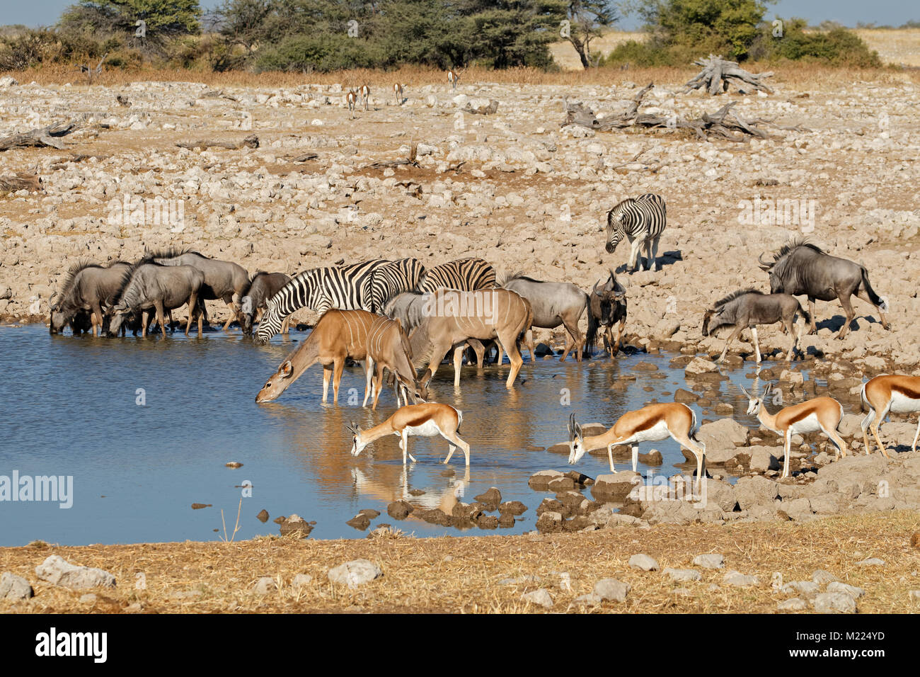 Blue wildebeest, zebras, kudu and springbok antelopes at a waterhole ...