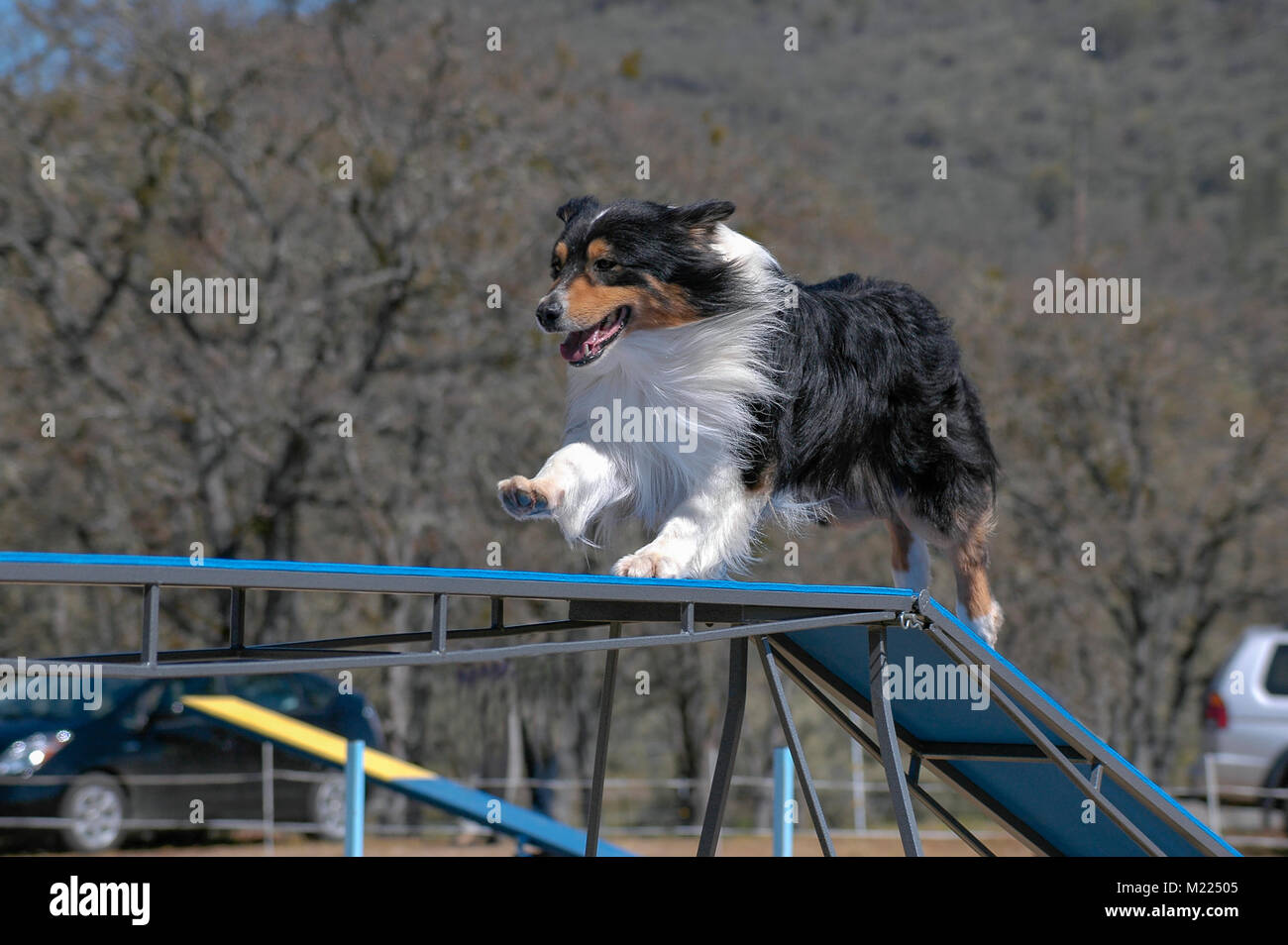 Aussie doing agility hi res stock photography and images Alamy
