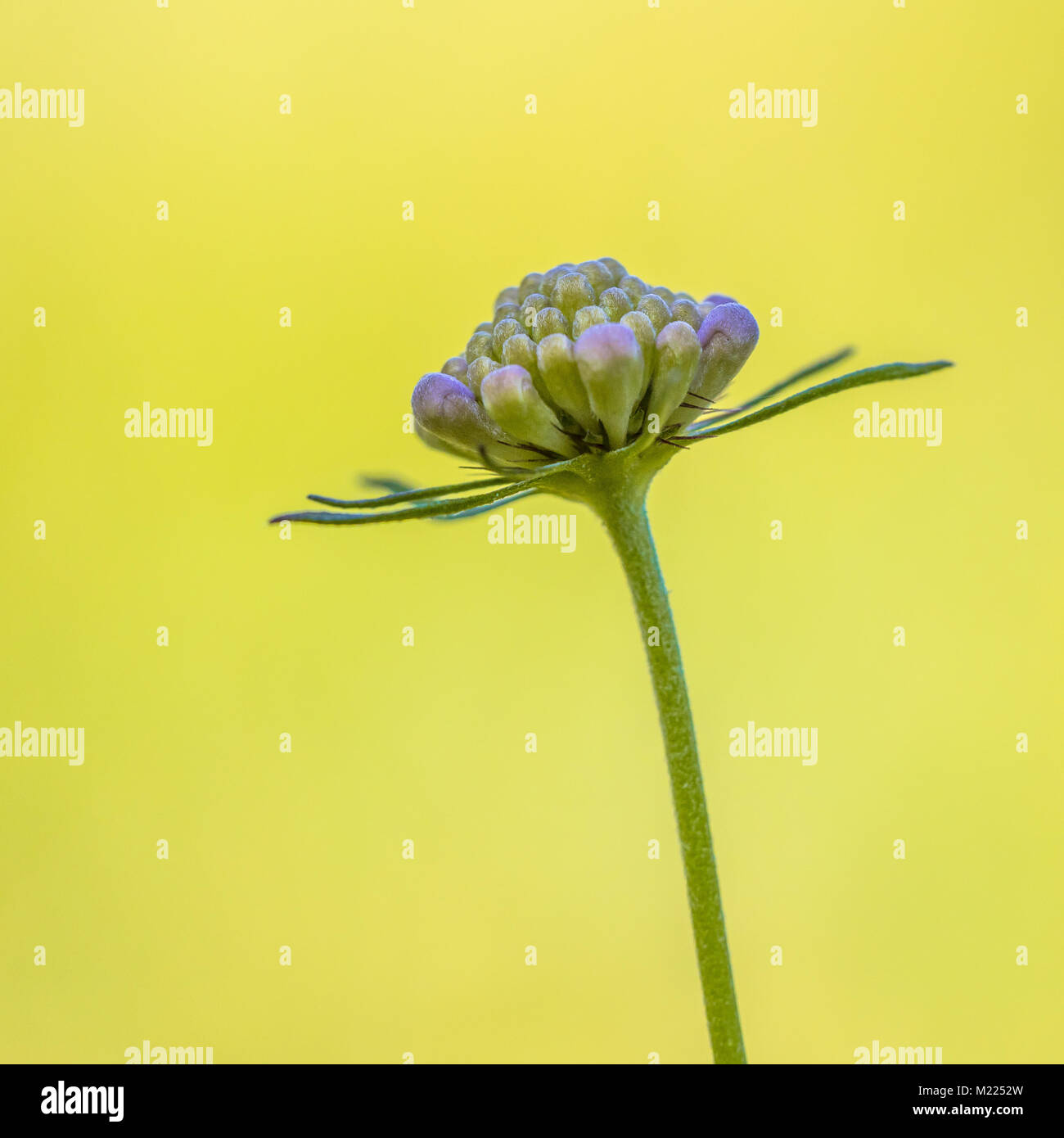 Field scabious (Knautia arvensis) flower bud with bright yellow background Stock Photo