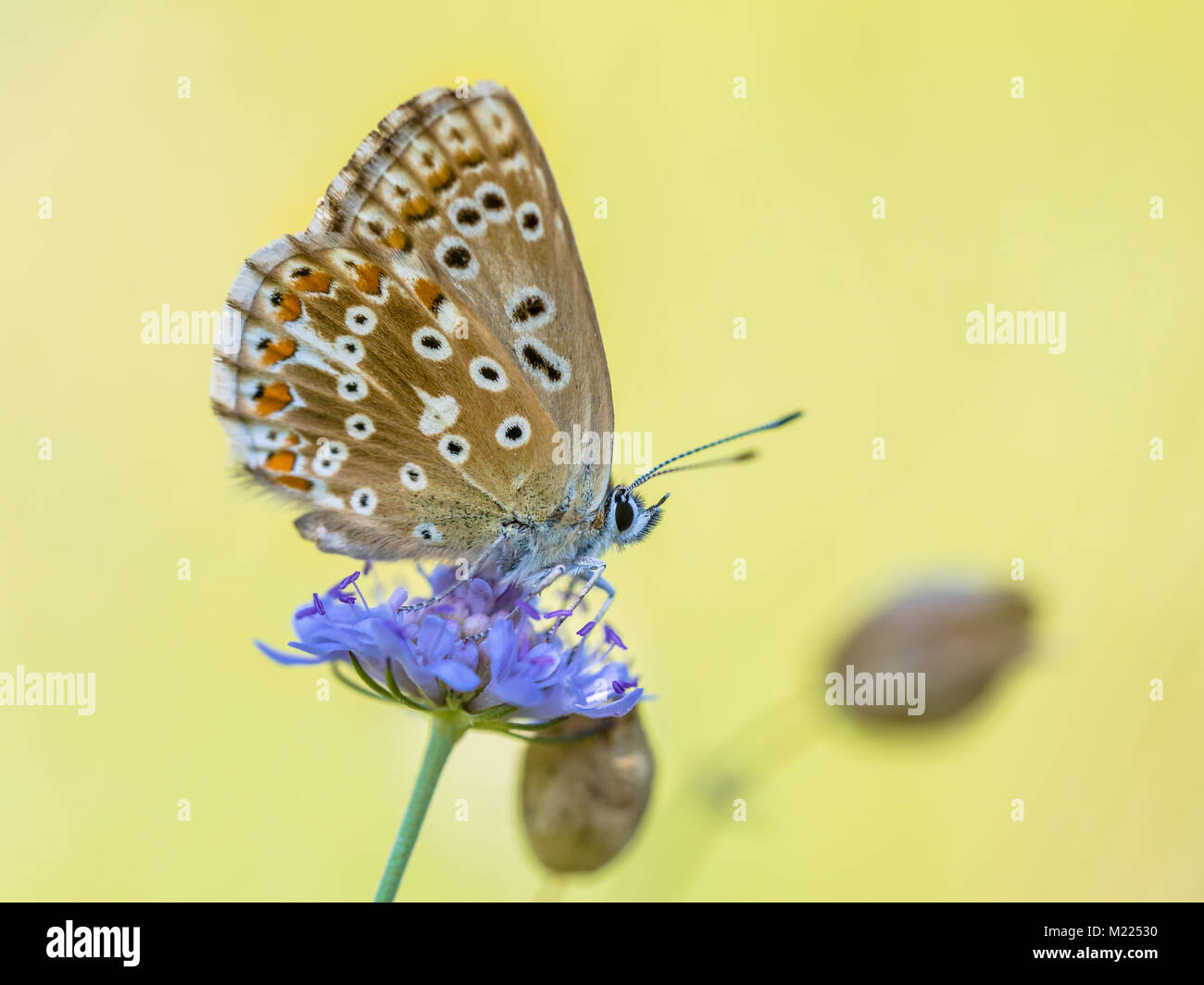 Chalkhill blue (Polyommatus coridon) butterfly on flower with bright yellow background Stock Photo