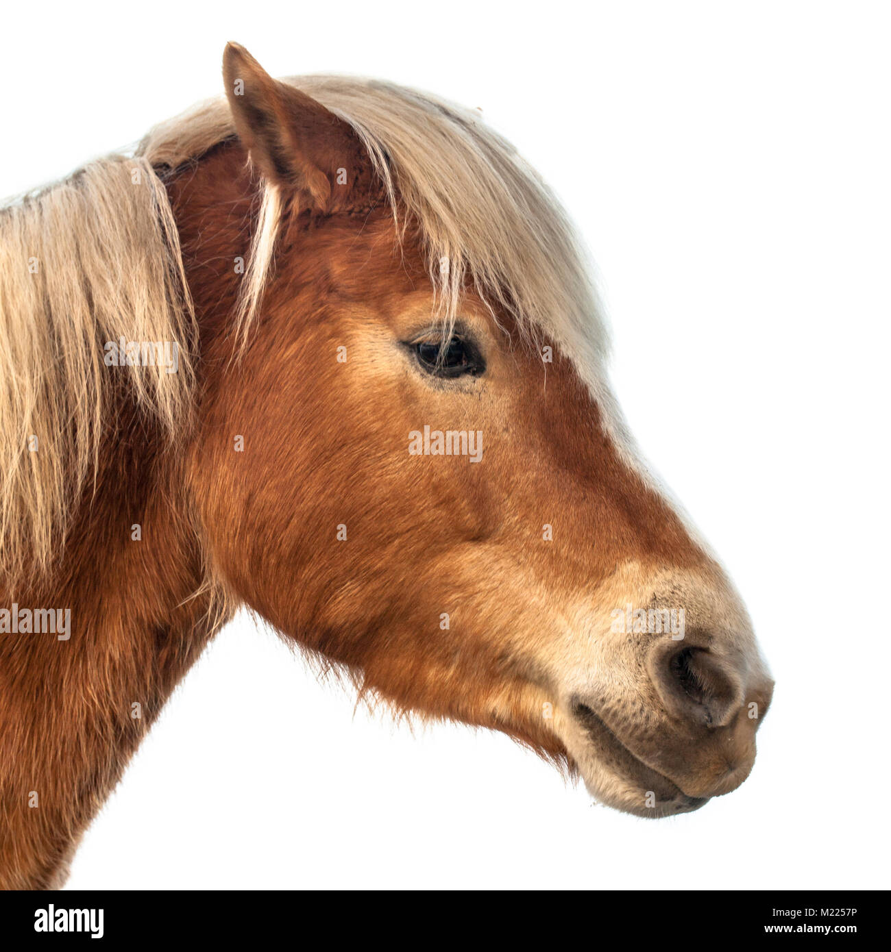 Horse head on white background. A proud animal with prominent colors and brown skin. Stock Photo