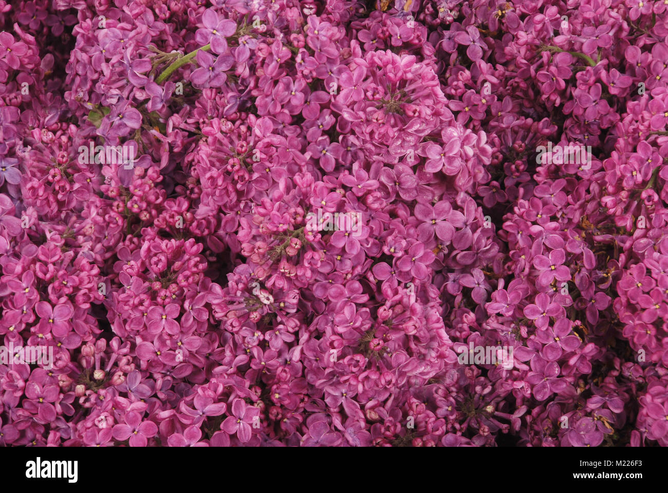 Purple lilac flowers isolated on background Stock Photo - Alamy