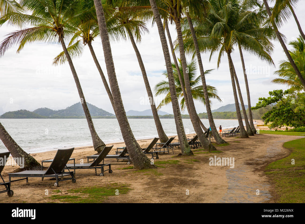 Waterfront Line Of Palm Trees In The Village Of Palm Cove In Far North