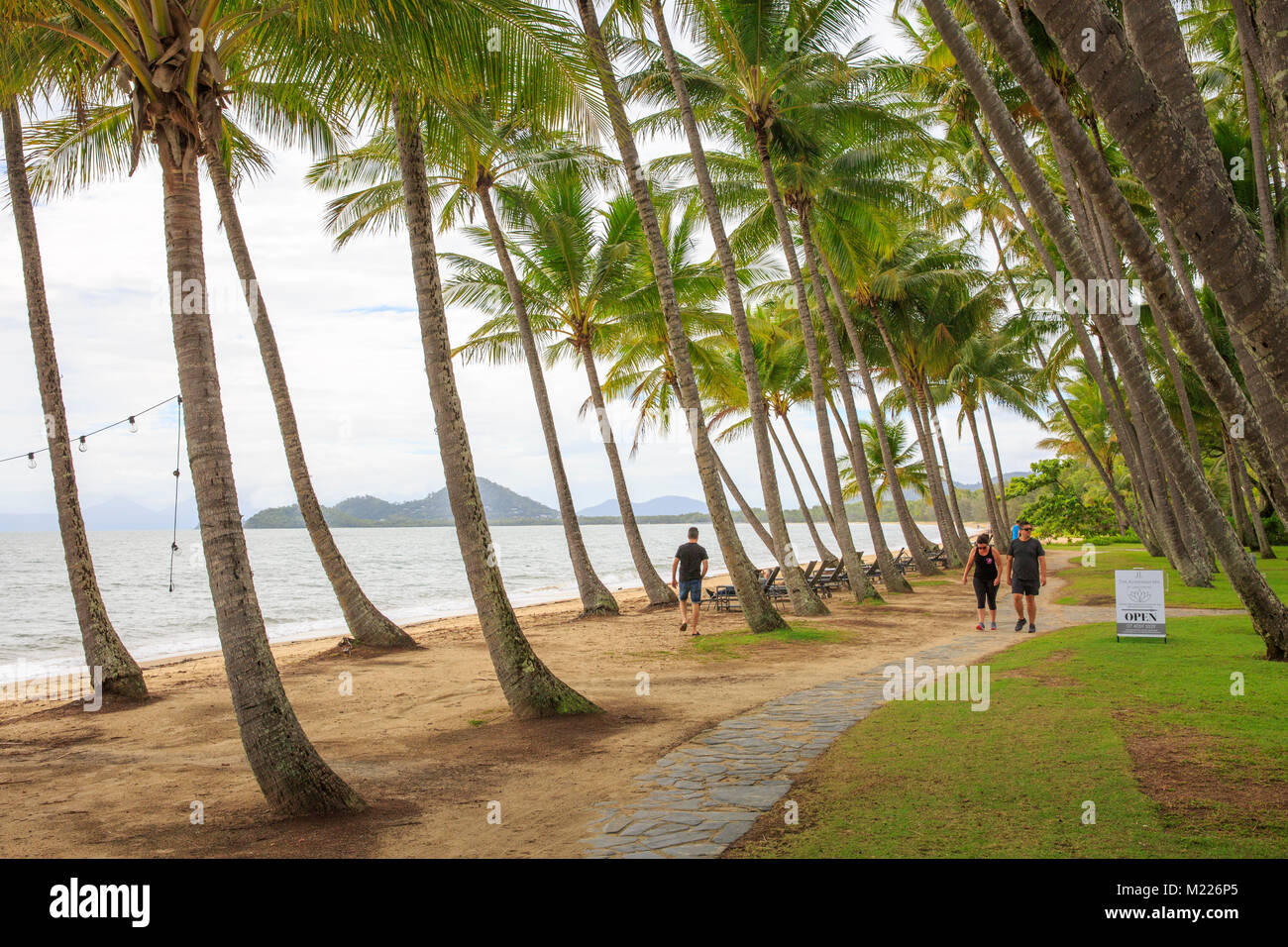 Waterfront line of Palm trees in the village of Palm Cove in Far north Queensland,Australia Stock Photo