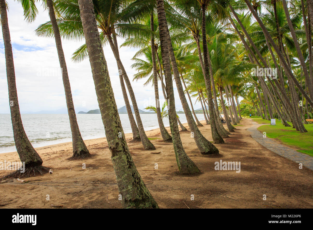 Waterfront line of Palm trees in the village of Palm Cove in Far north Queensland,Australia Stock Photo