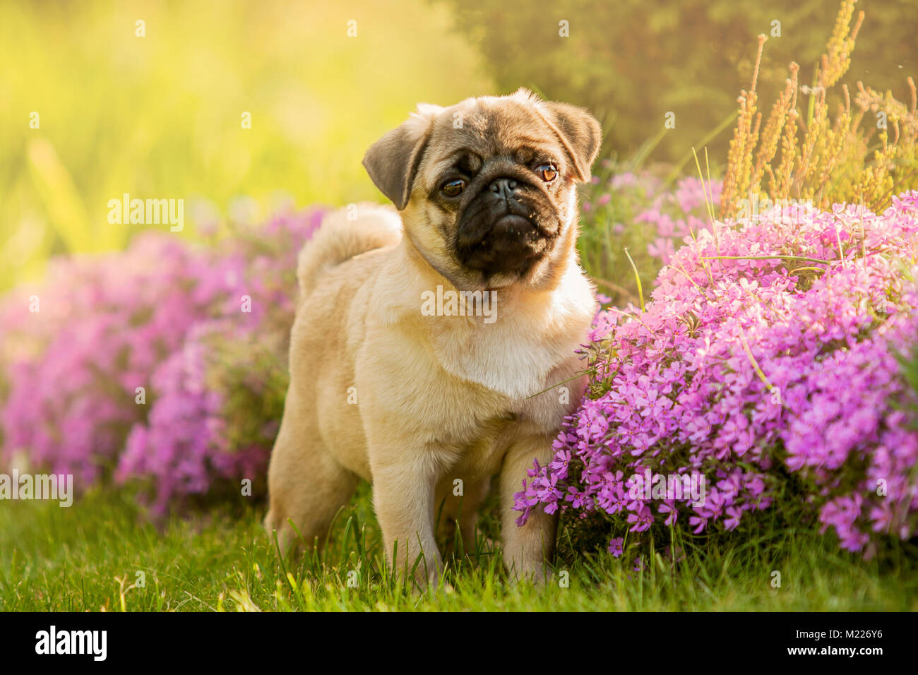 Puppy dog, the pug in the garden on the lawn, on the green grass near flowers pink Stock Photo