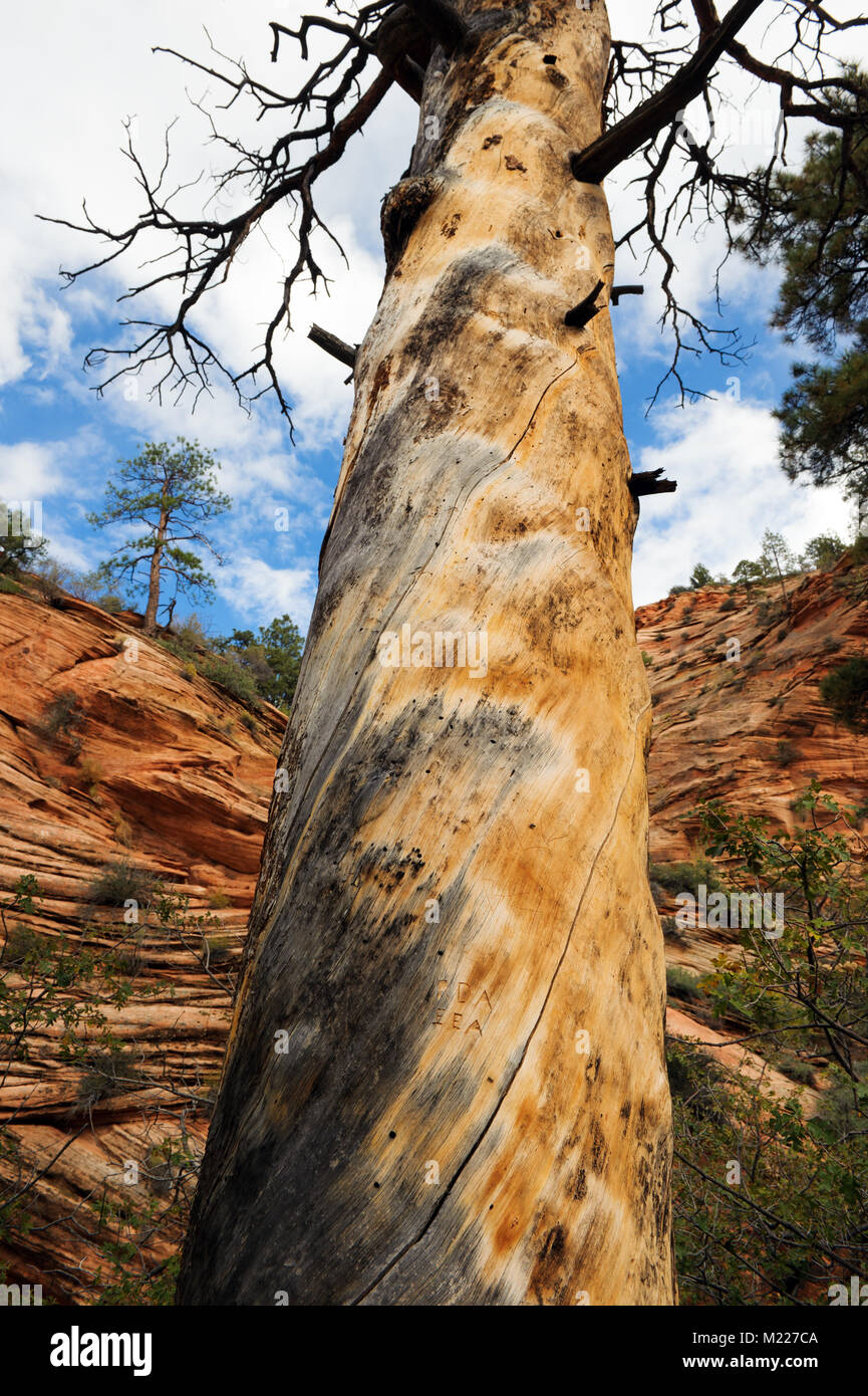 Closeup of the trunk of a dead ponderosa tree against sandstone formations in Zion national park, Utah, USA. Stock Photo