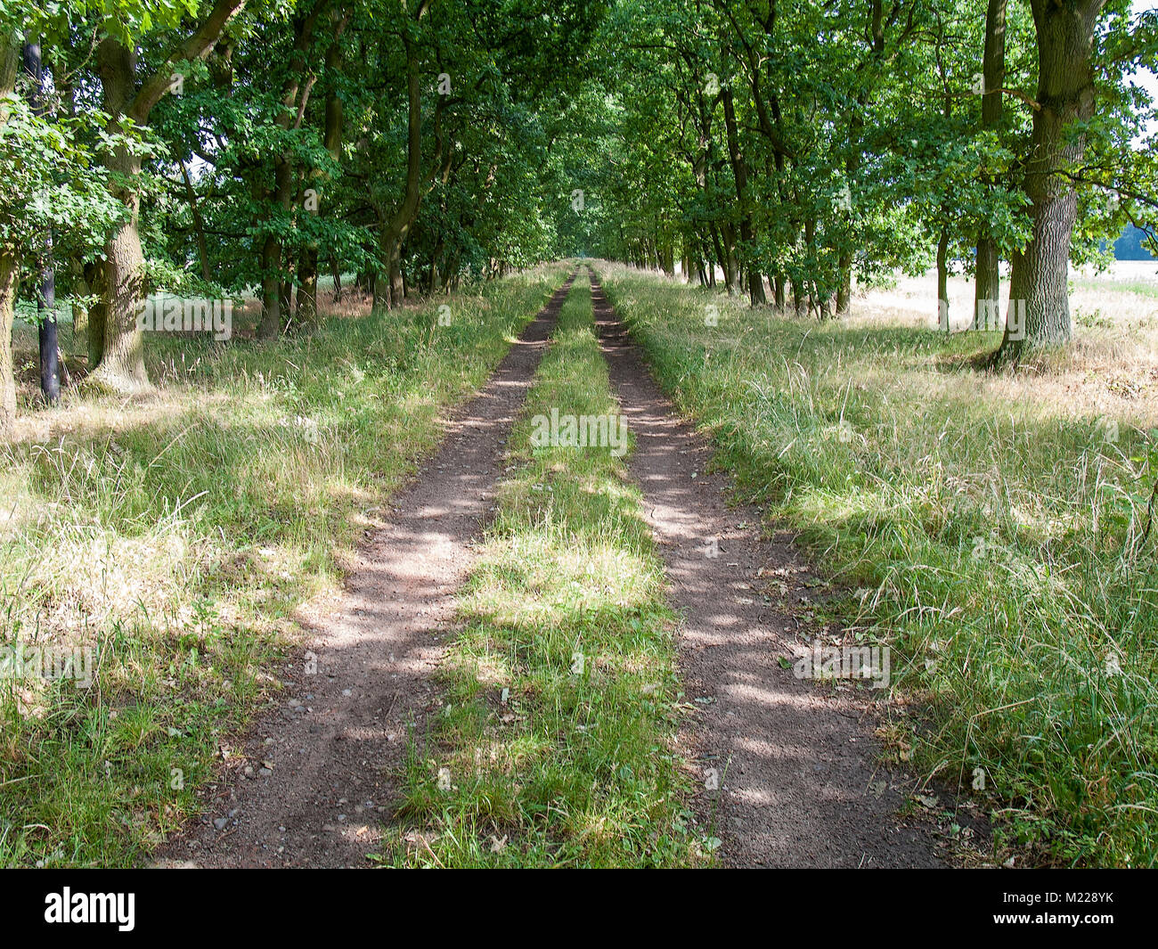 Farm track in the Lueneburger Heide,  Niedersachsen, Germany. Stock Photo