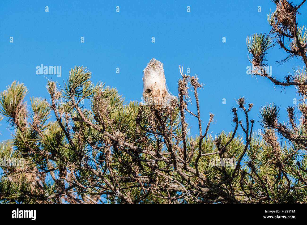 pine processionary (Thaumetopoea pityocampa). 'Tent' made by larvae in pine tree; frass collects at the bottom of the tent. Tavertet, Catalonia, Spain Stock Photo