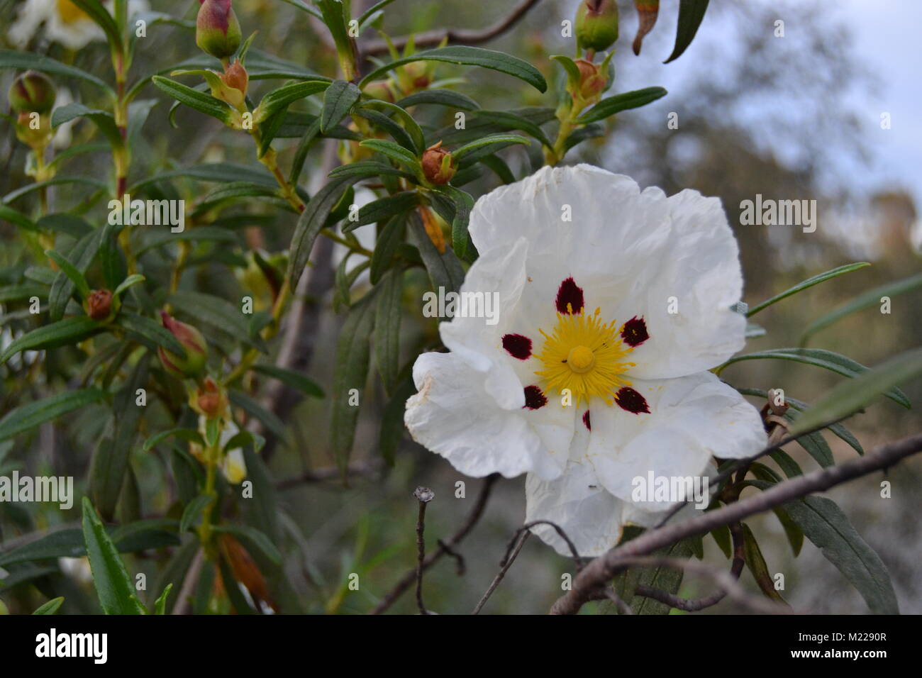 Rockrose Flower in sping Stock Photo
