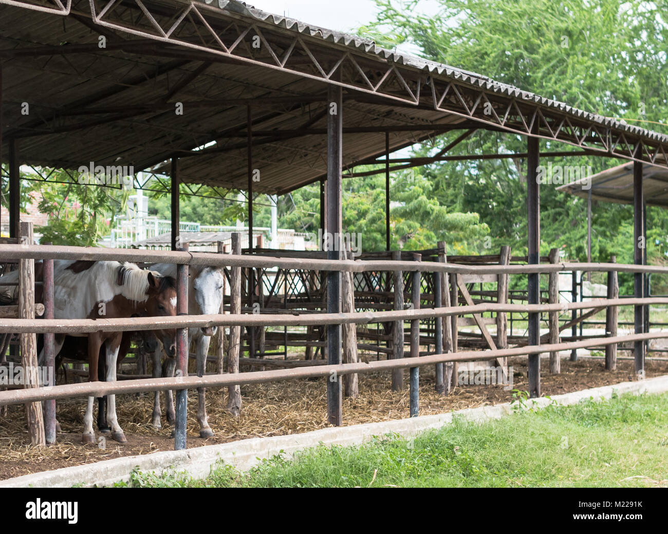 Las Tunas, Cuba - September 4, 2017: Emaciated horses huddled together in a single stall at the city fairgrounds. Stock Photo