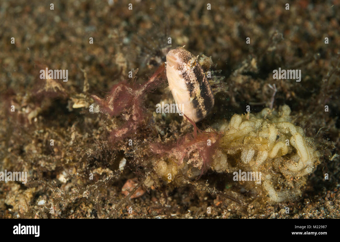 Striped blenny on a coral Stock Photo