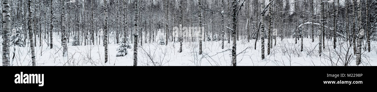 Birch forest hi-res stock photography and images - Alamy