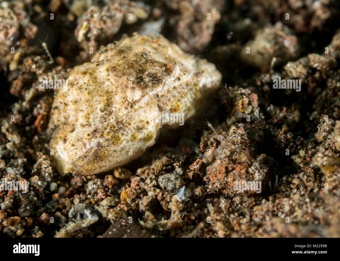 Juvenile box crab digging itself in the sand Stock Photo