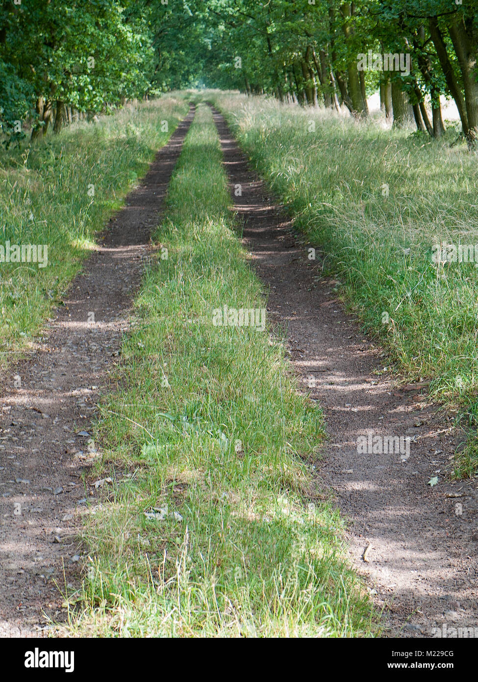 Farm track in the Lueneburger Heide,  Niedersachsen, Germany. Stock Photo