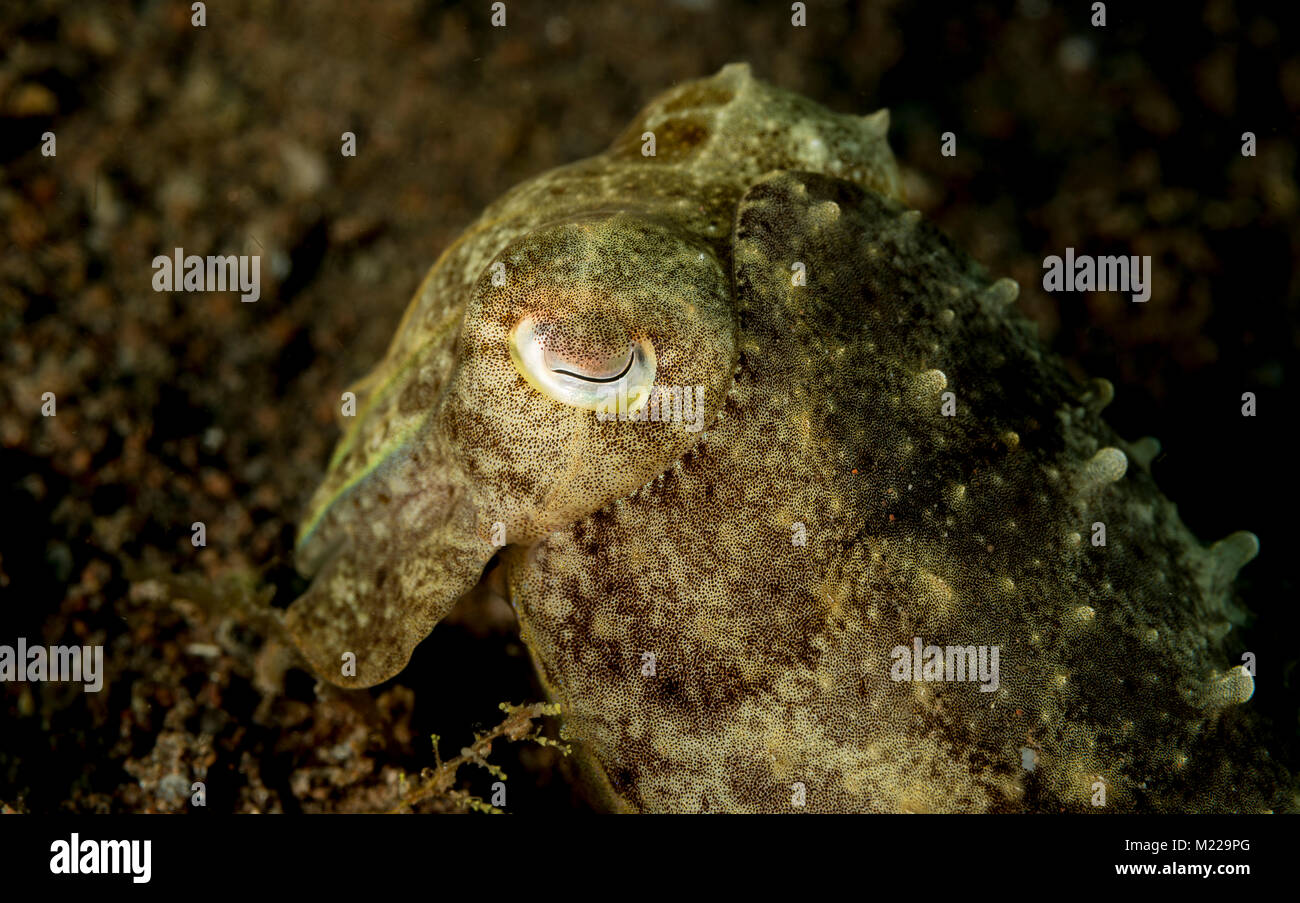 Cuttlefish pretending to be invisible Stock Photo