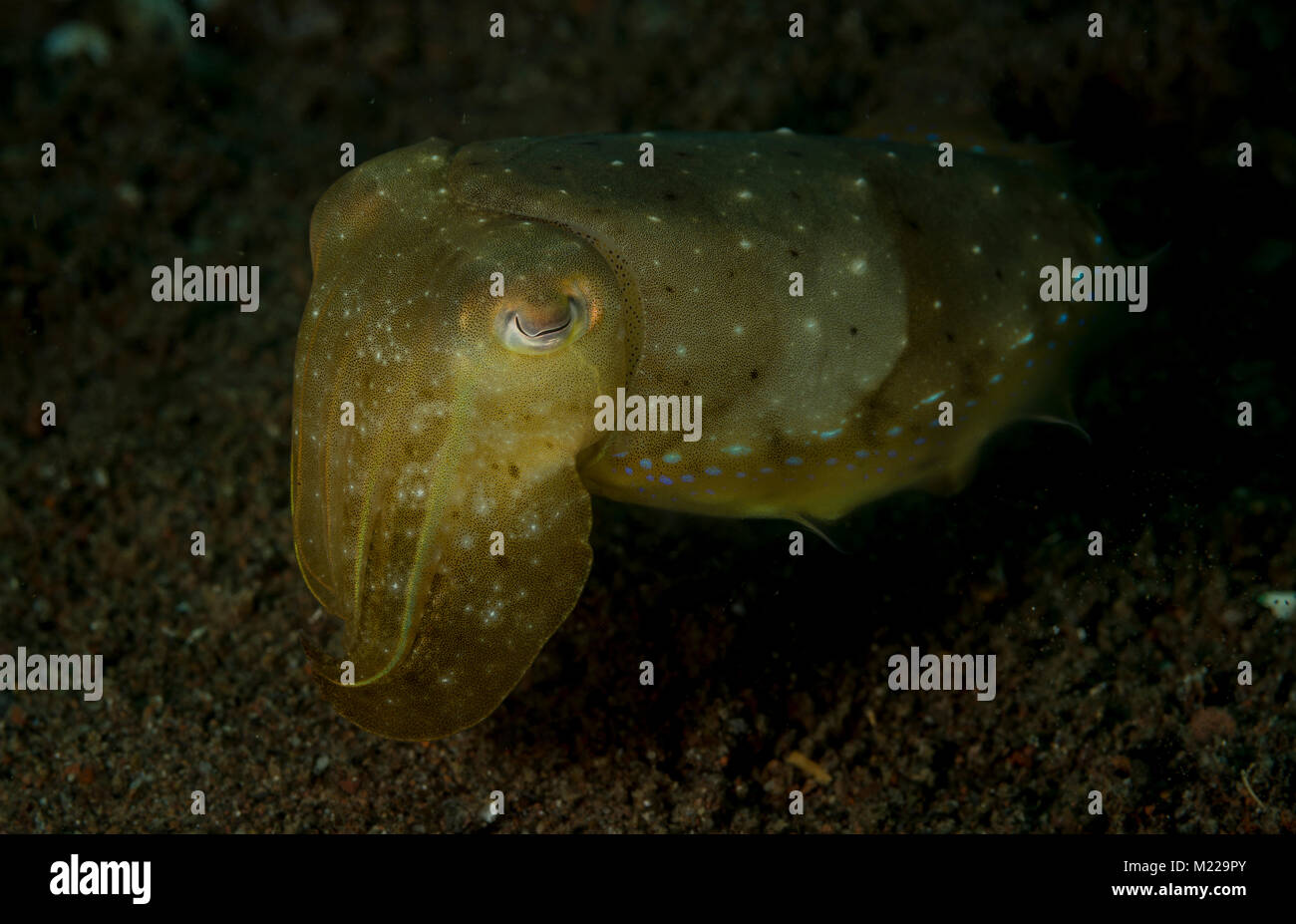 Cuttlefish pretending to be invisible Stock Photo
