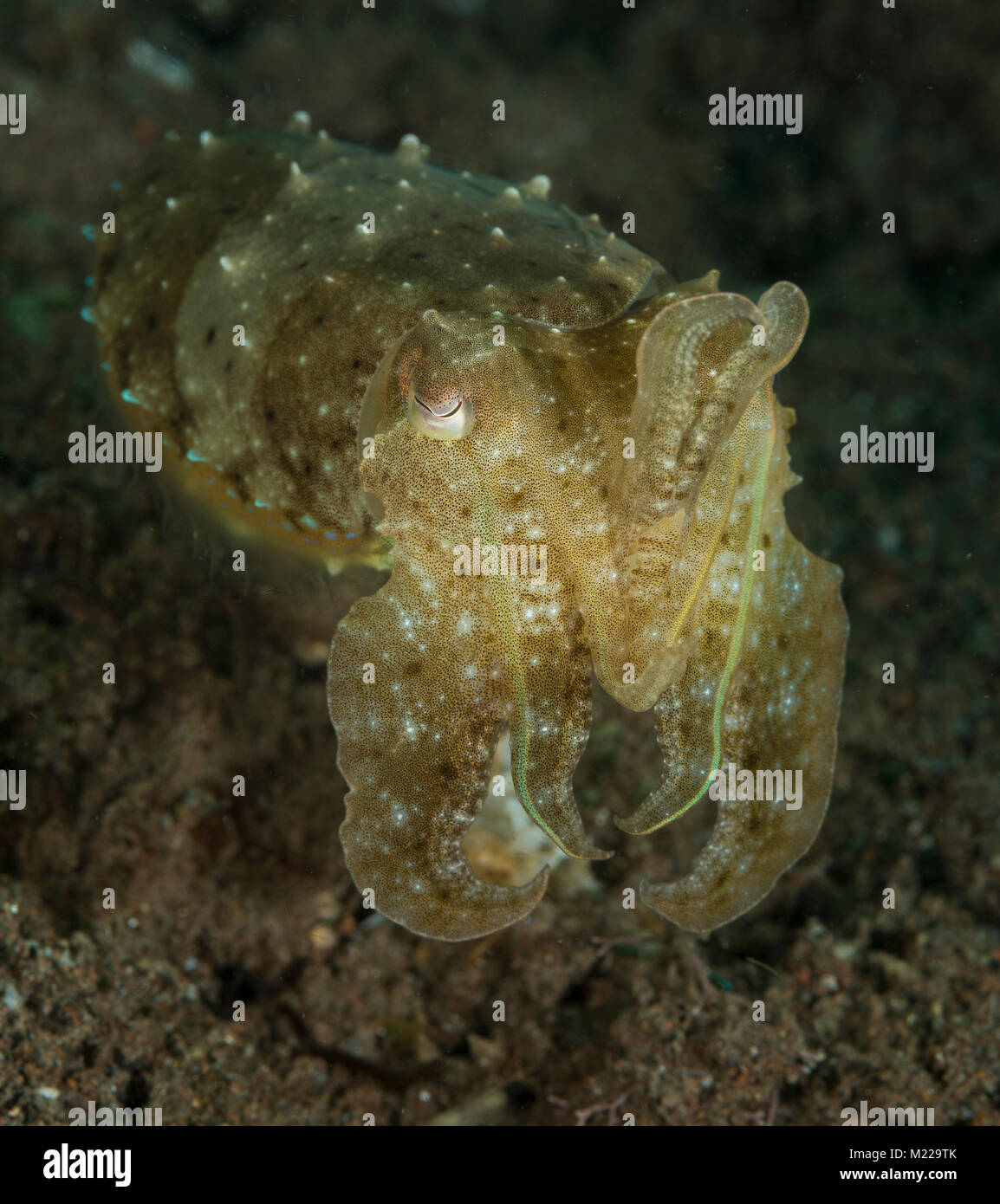 Cuttlefish hiding near a small coral Stock Photo