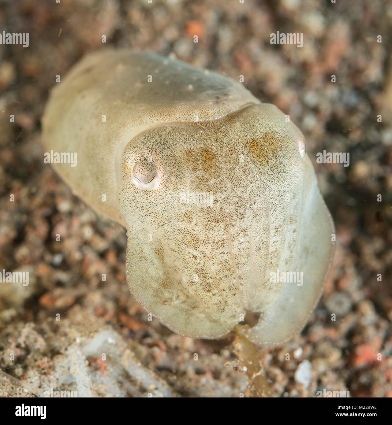 Cuttlefish hiding near a small coral Stock Photo