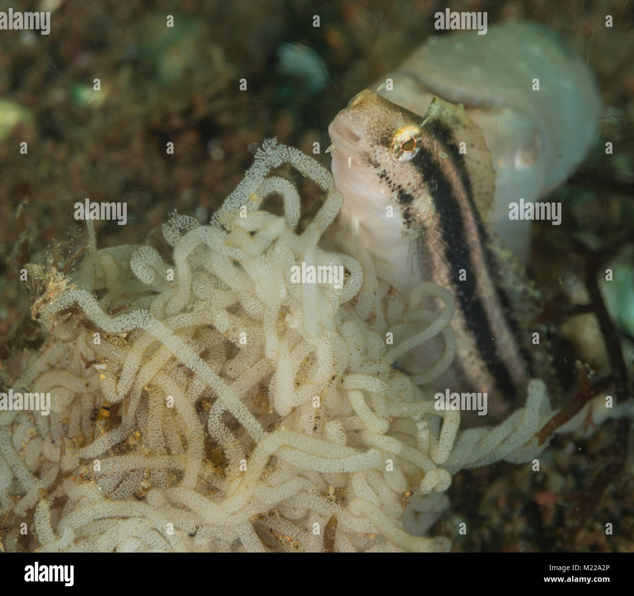 Striped blenny trying to hide together with a cuttlefish Stock Photo