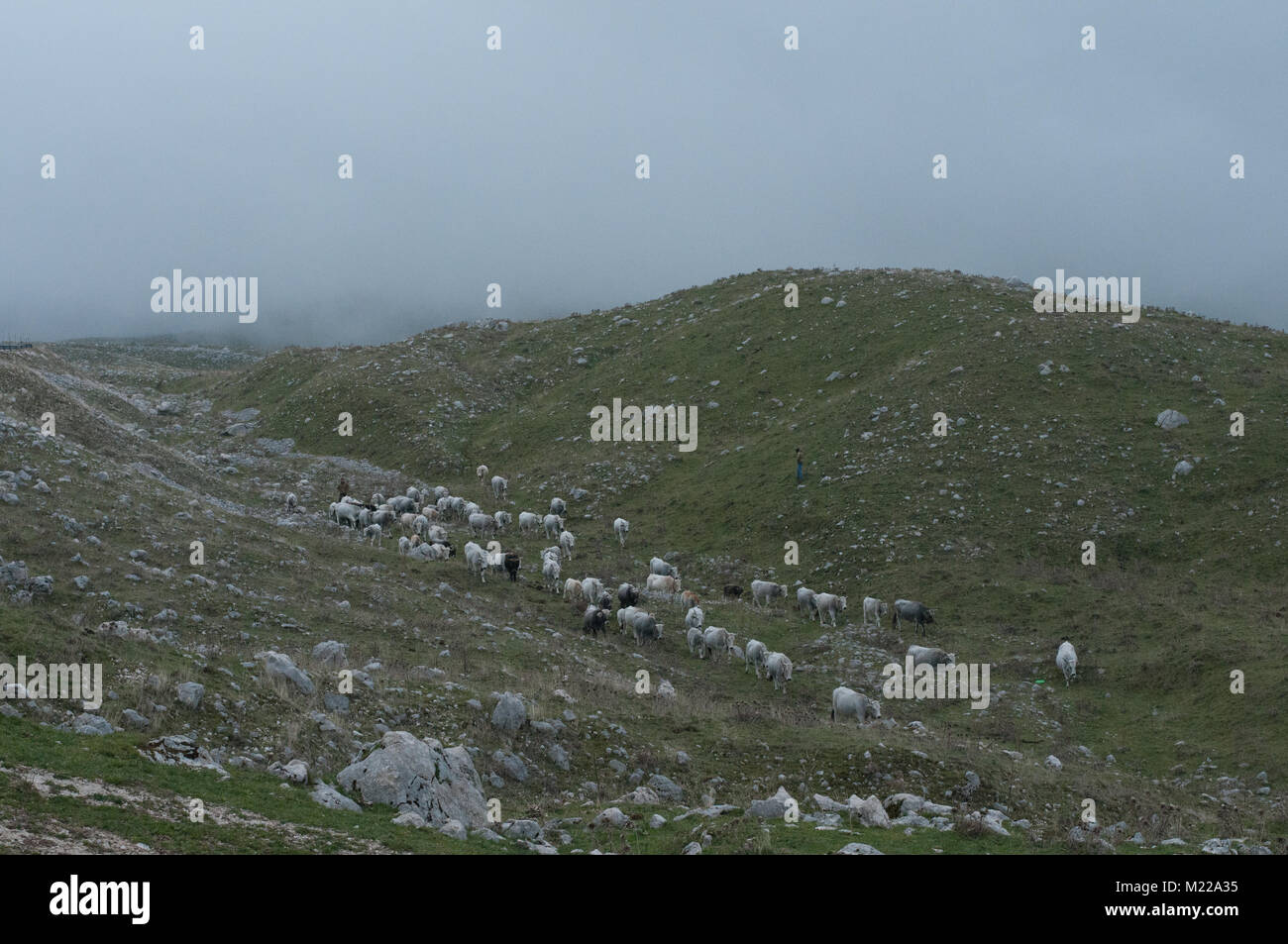 herd of cows during a foggy evening in campitello matese, san massimo, campobasso, molise Stock Photo