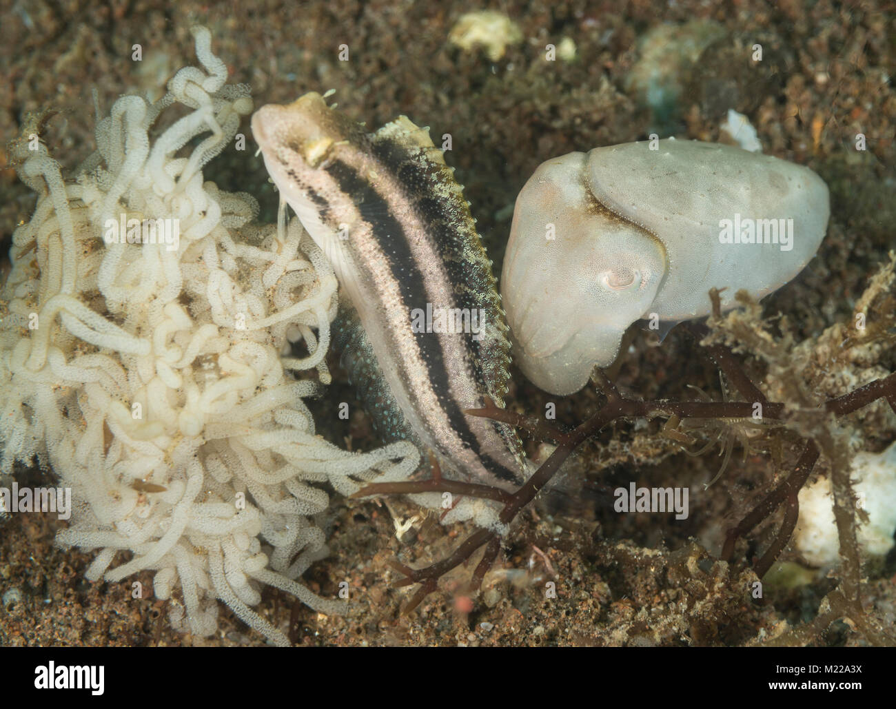 Striped blenny trying to hide together with a cuttlefish Stock Photo