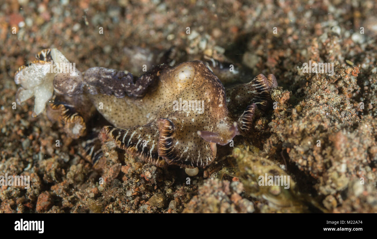 Flatworm hiding in plain sight on the sea bottom Stock Photo