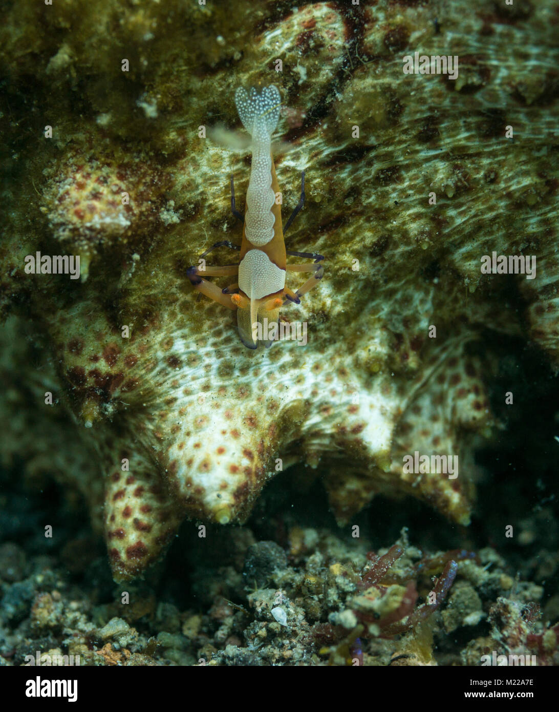 Emperor shirmp hitching a ride on a sea cucumber Stock Photo