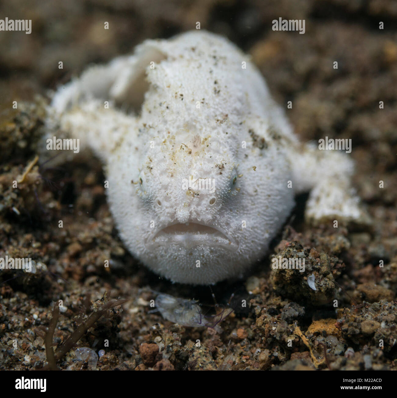 Juvenile hairy frogfish hiding in the sand Stock Photo