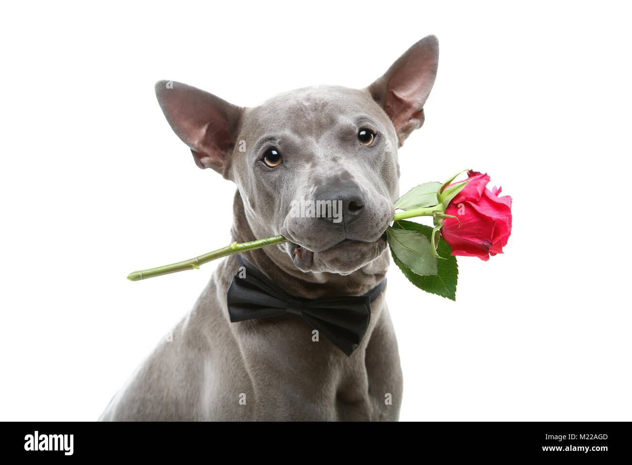 dog in bowtie holding rose in mouth Stock Photo