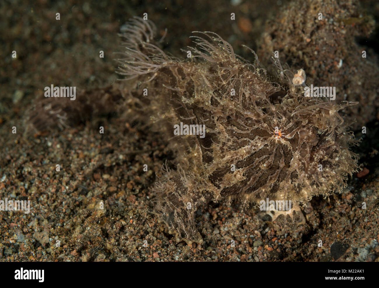 Hairy frogfish hiding in plain sight Stock Photo