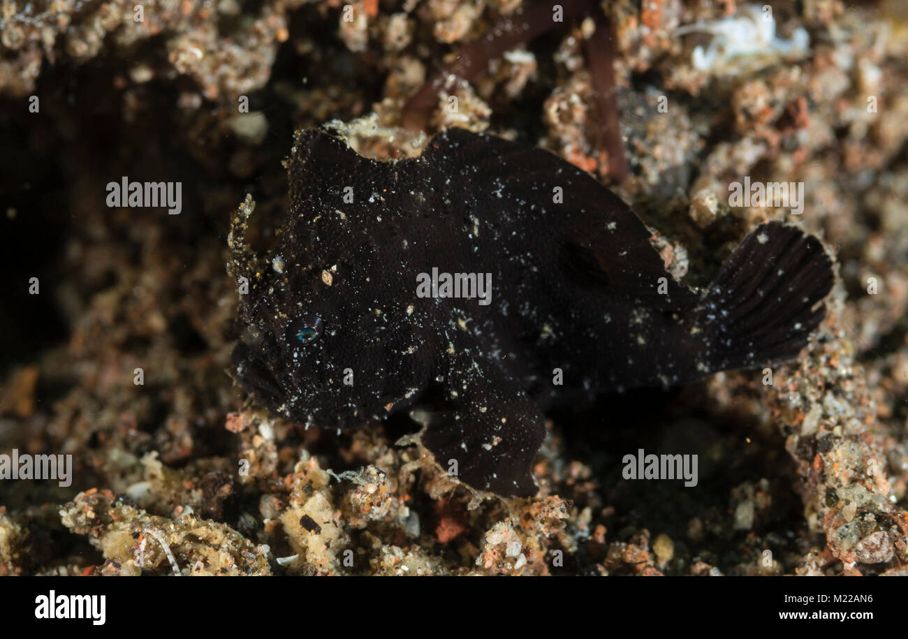 Juvenile ocellated frogfish on the sea floor Stock Photo