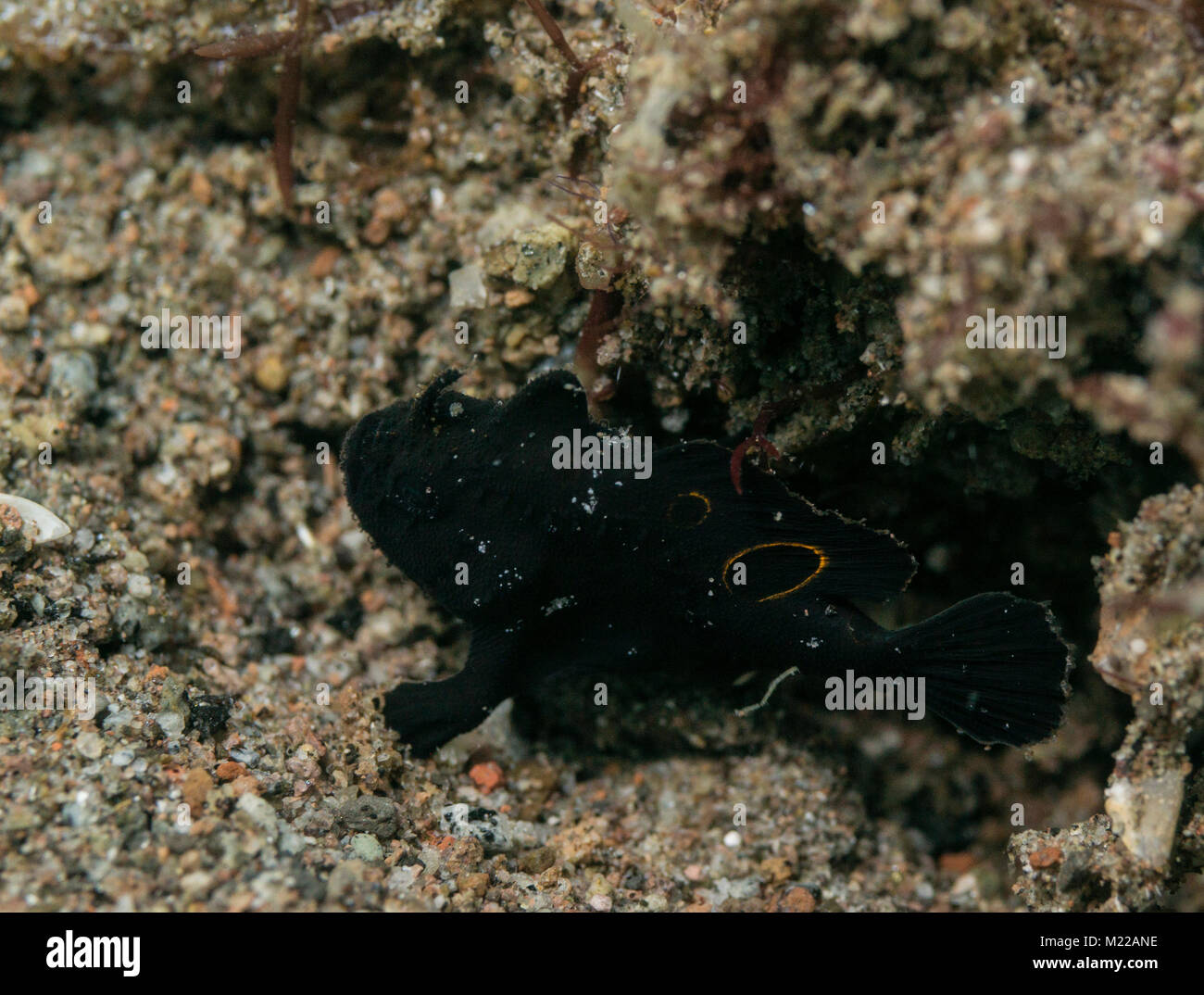 Juvenile ocellated frogfish on the sea floor Stock Photo