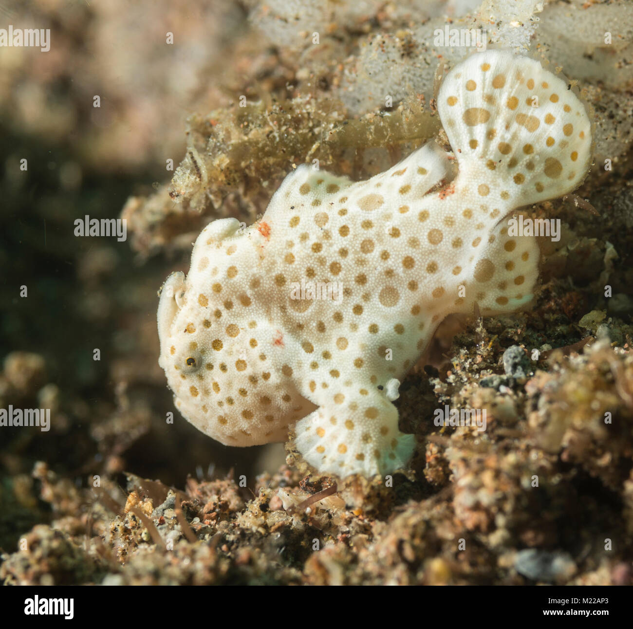 Juvenile painted frogfish on the sea floor Stock Photo