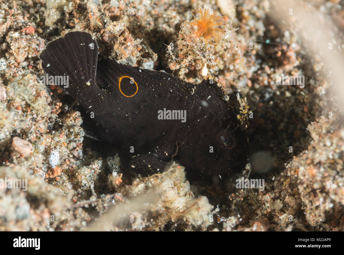 Juvenile ocellated frogfish on the sea floor Stock Photo