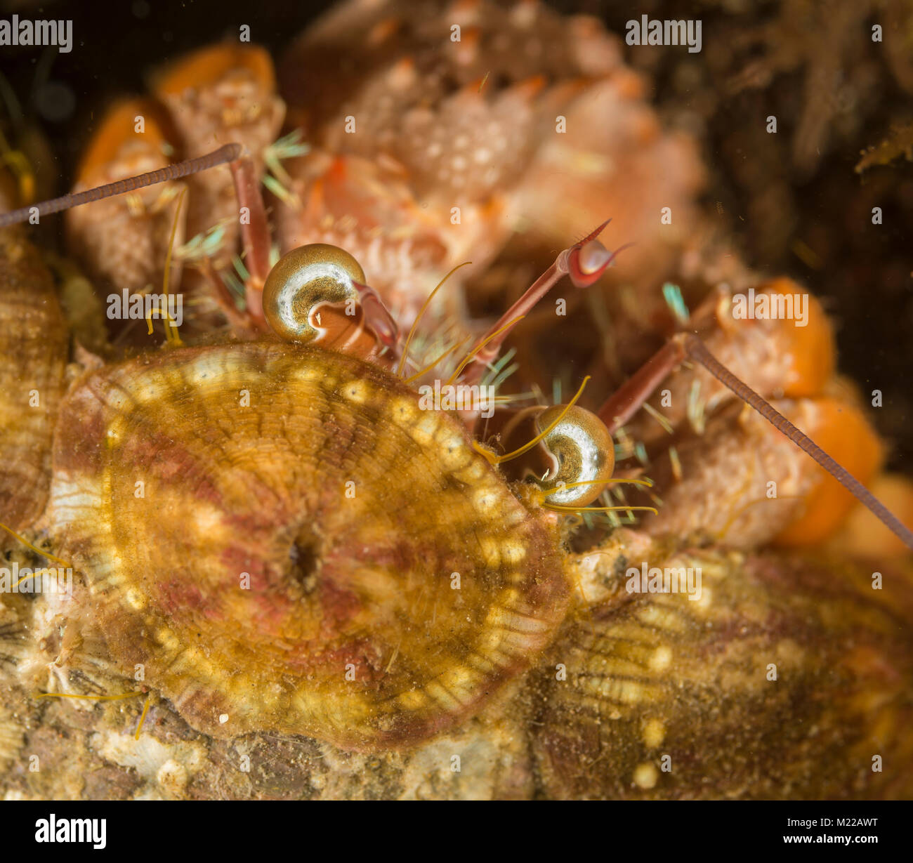Hermit crab on a coral Stock Photo