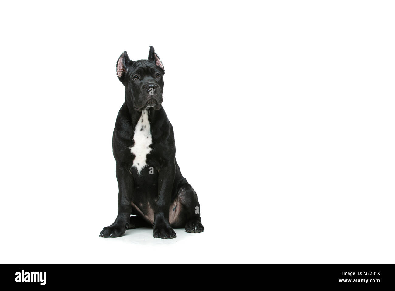 beautiful cane corso dog Stock Photo Alamy