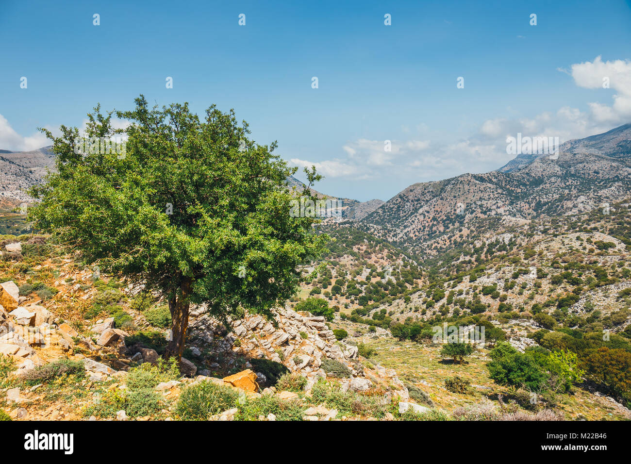 Olive fields on Crete Island in Greece, Cretan landscape Stock Photo ...