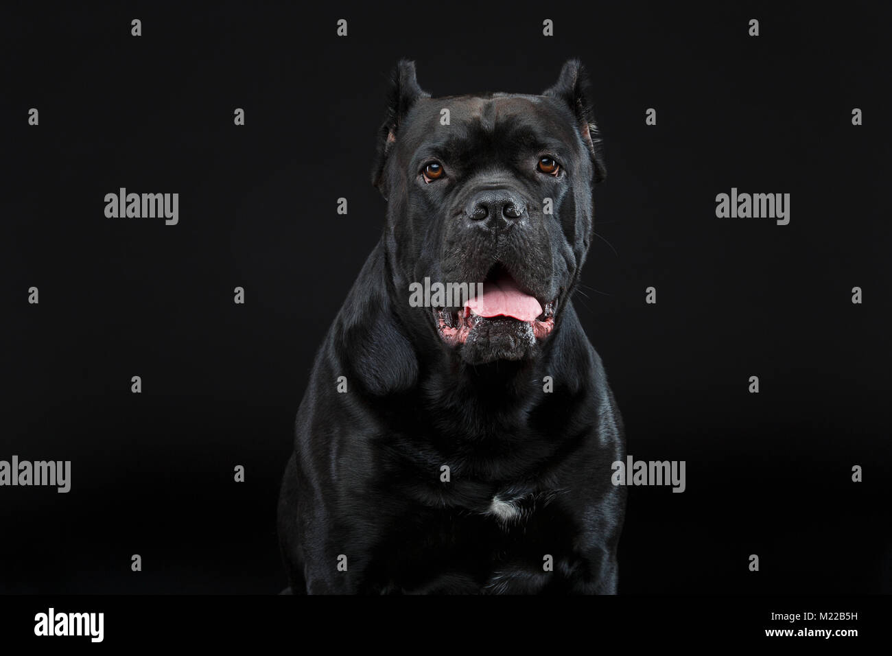 Young cane corso hires stock photography and images Alamy