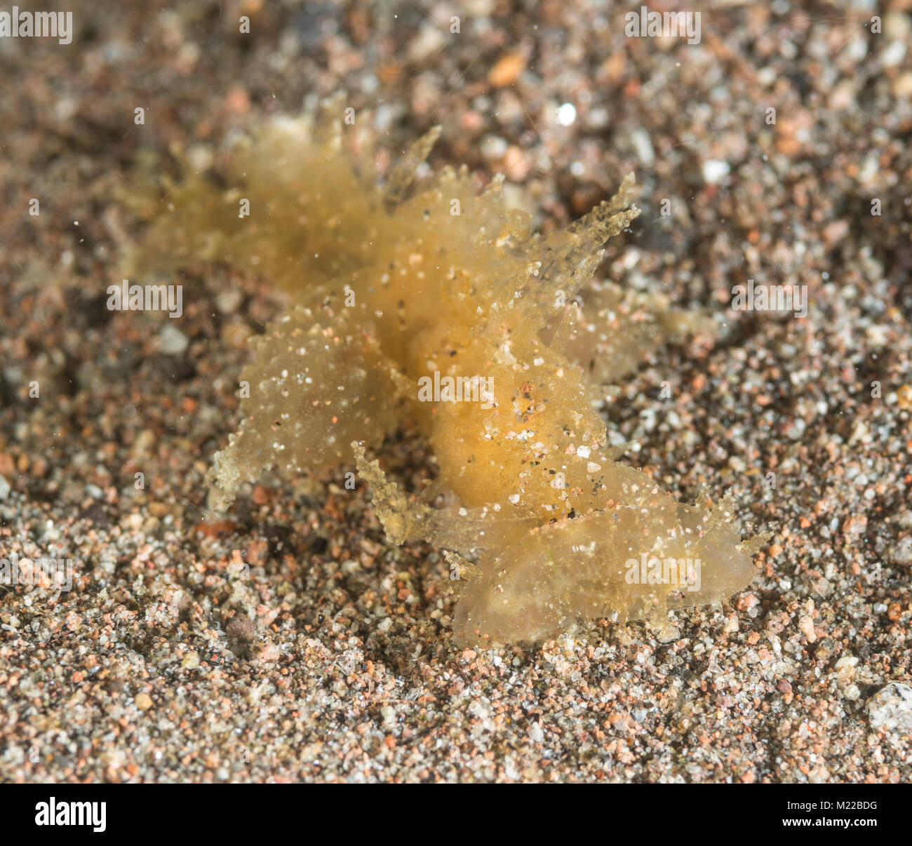 Melibe nudibranch on the sea floor Stock Photo
