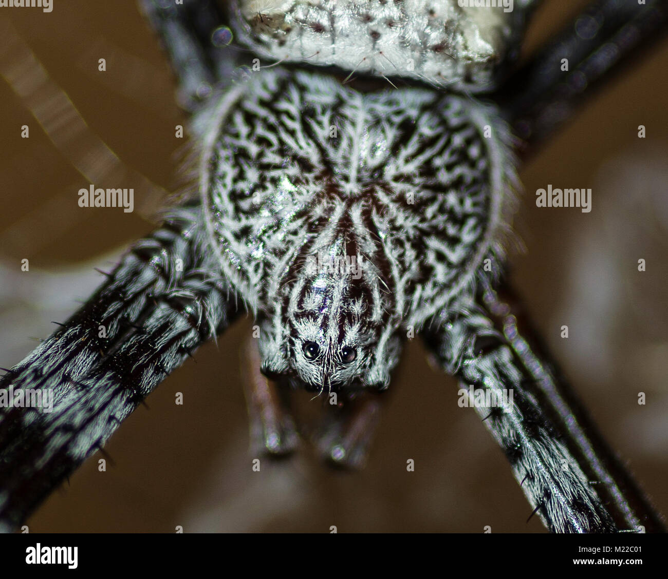 Close-up of an orb-weaver spider Stock Photo