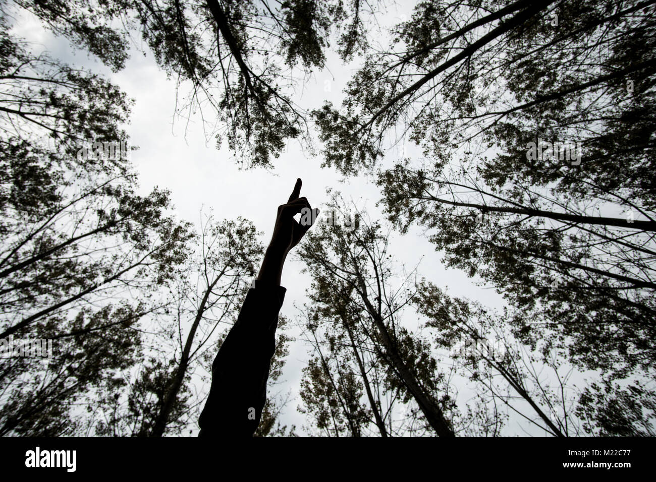 Low angle silhouette of hand pointing direction showing the way to go through the forest Stock Photo