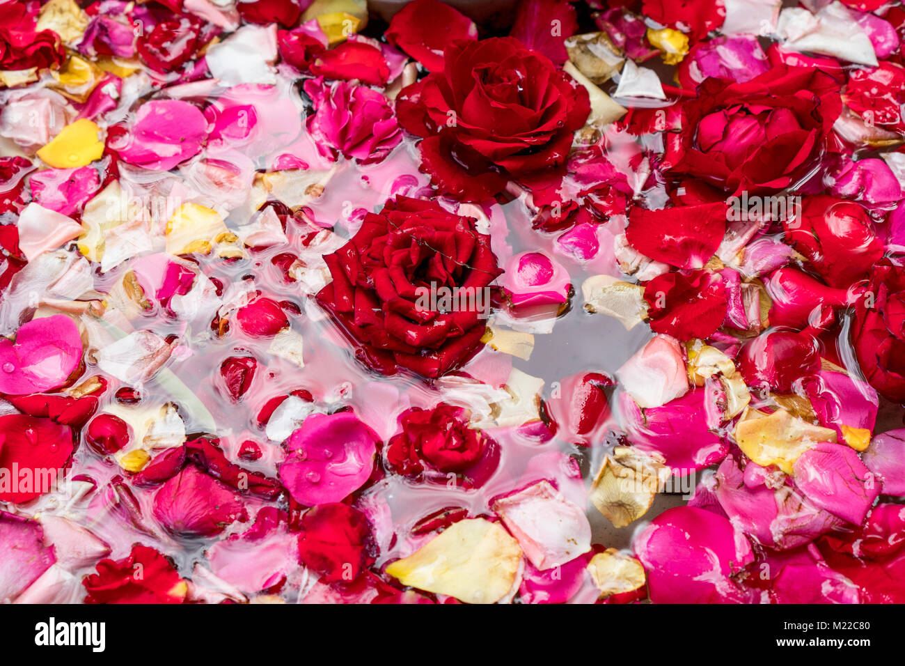 Red Rose Petals Background - Real Roses Petals Backdrop. Floral