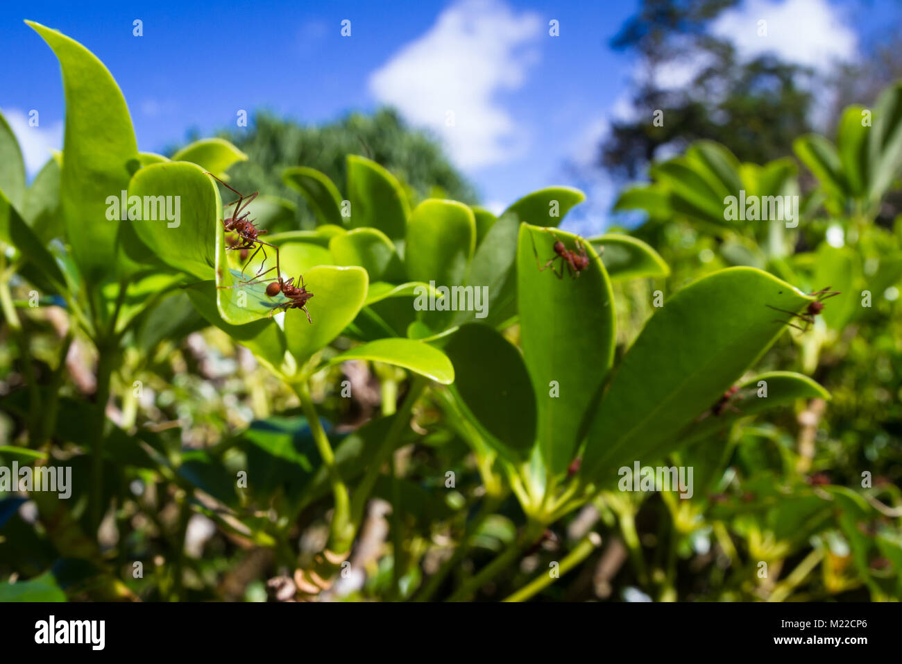 Leaf cutter ants stripping down a decorative plant in the Costa Rican rainforest Stock Photo