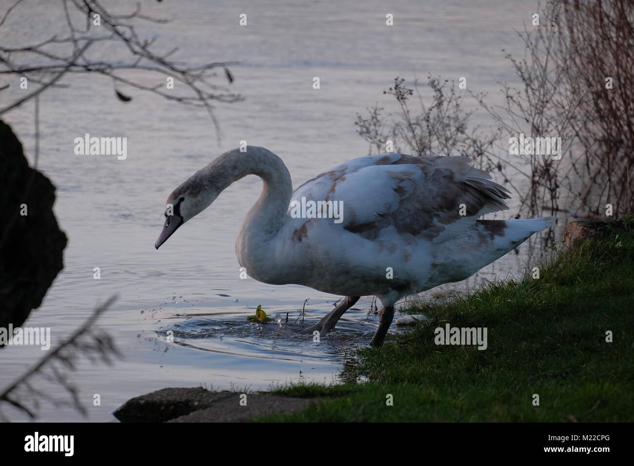 The mute swan hampton court hires stock photography and images Alamy