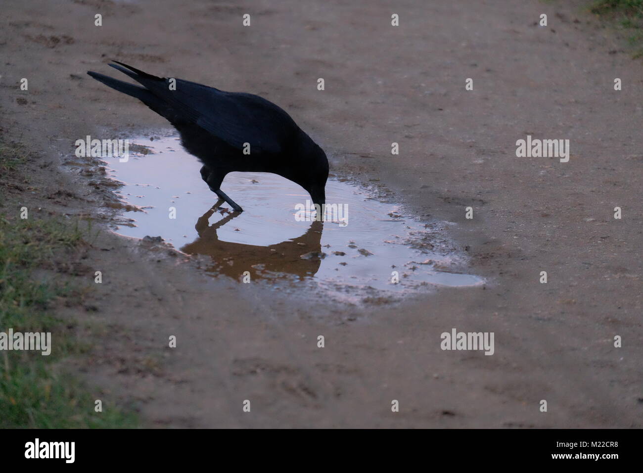 crow drinking water in puddle Stock Photo Alamy