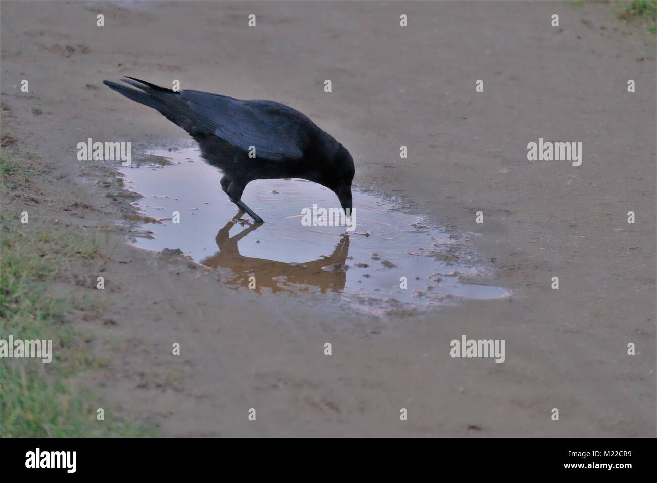 Crow drinking water hires stock photography and images Alamy